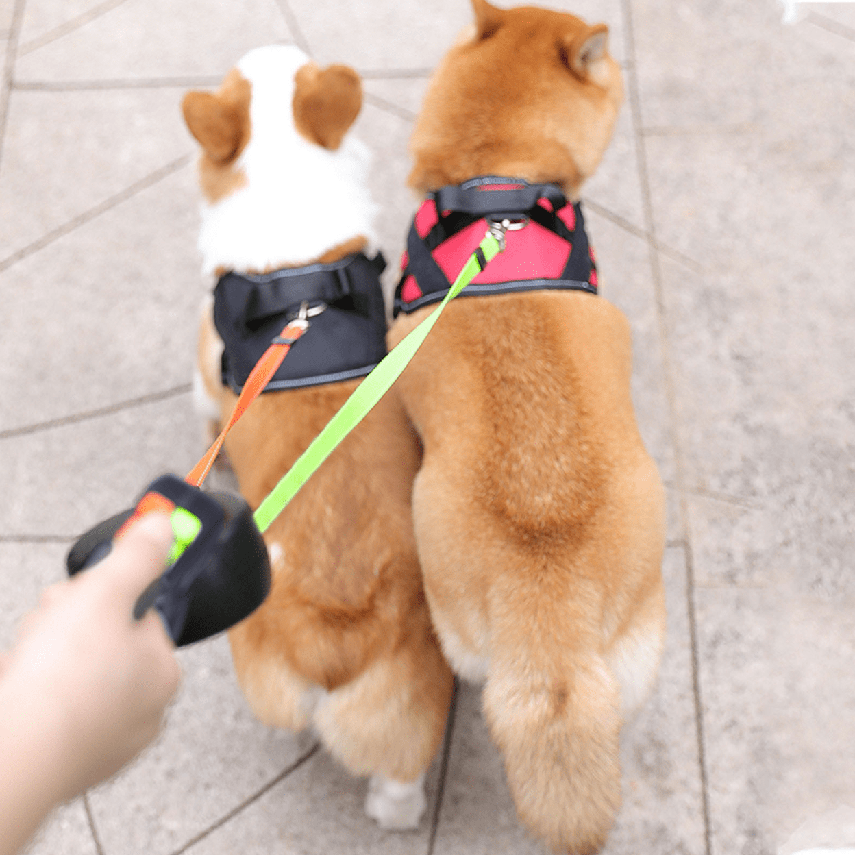 DoubleDog Dobbelt Flexline til To Hunde med Anti-Sammenfiltring og Lys