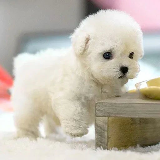 SnugglePup Realistisk Plys Hund – Blød Krammeven