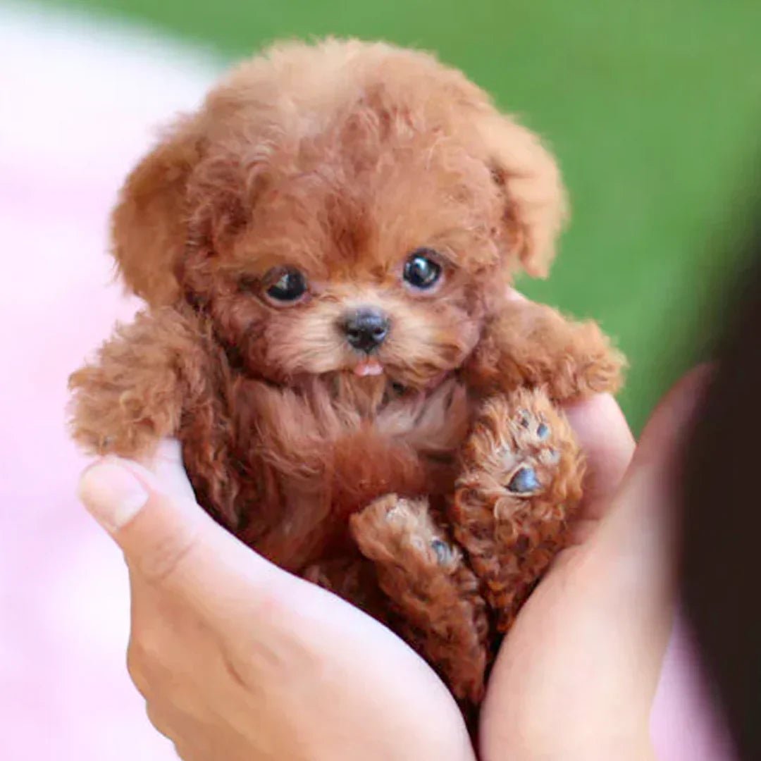 SnugglePup Realistisk Plys Hund – Blød Krammeven