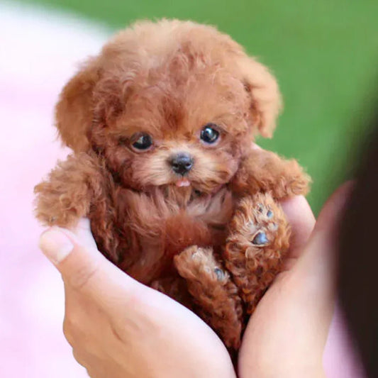 SnugglePup Realistisk Plys Hund – Blød Krammeven